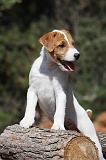 PARSON RUSSEL TERRIER 005